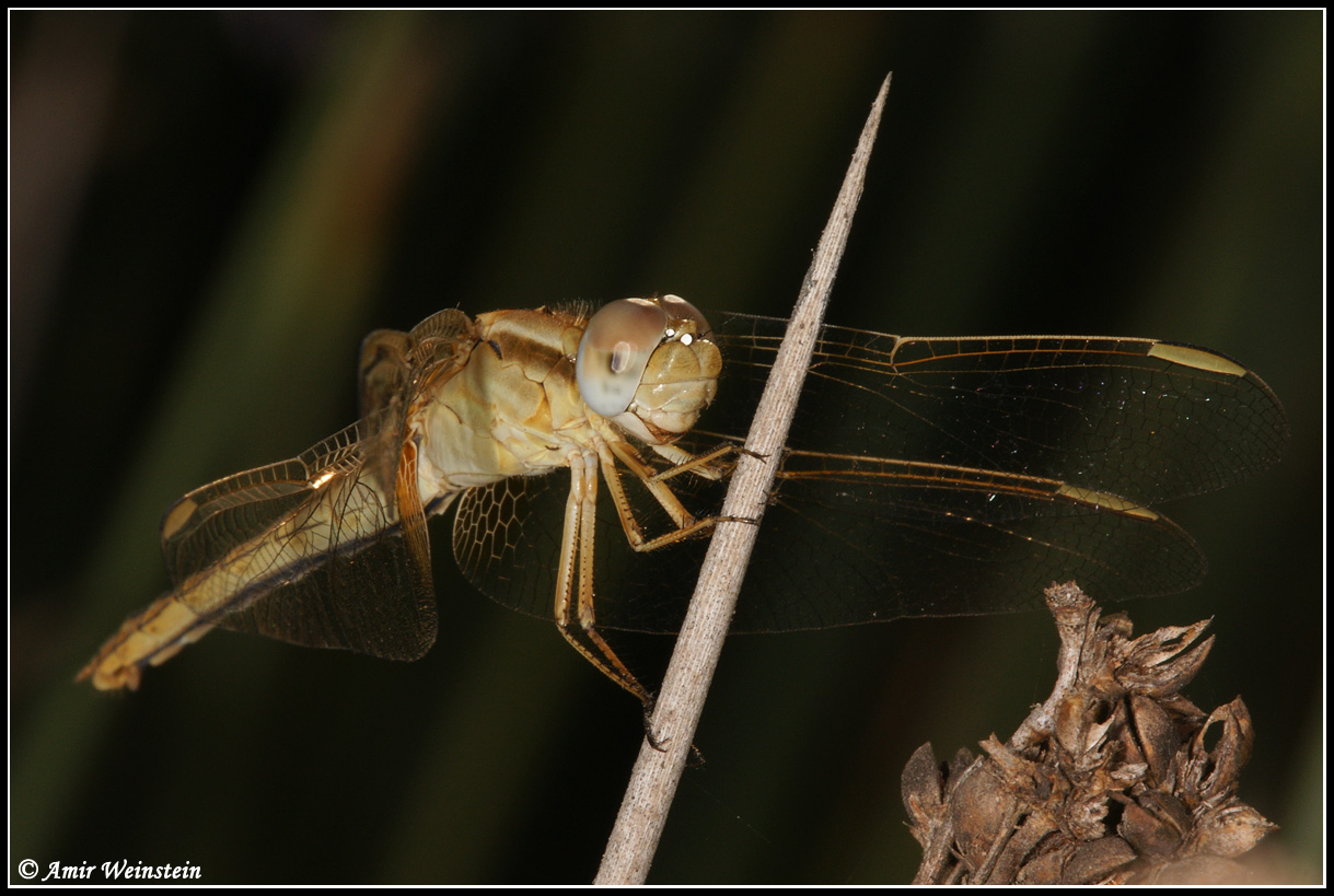 Odonata d''Israele for ID